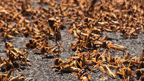 Locusts wreak havoc in //Kharas