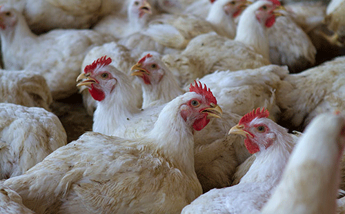 Understanding health remedies used in poultry production