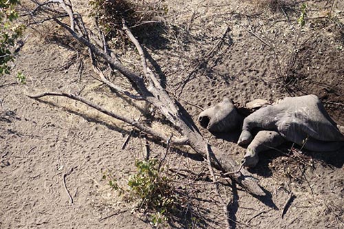 11 rhinos poached in two weeks