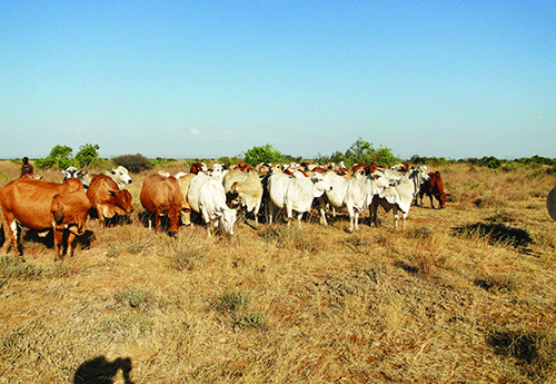 Livestock worth N$6m stolen in Omaheke