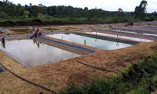 Venturing into freshwater fish farming