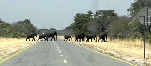 22 auctioned jumbos land safely abroad