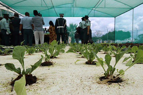 Food production initiatives take root…contributes 48% to domestic demand