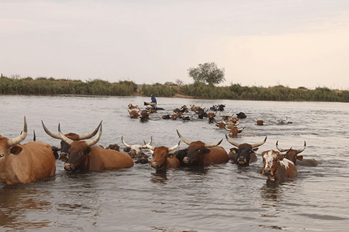 Lungsickness outbreak in Kavango West ...ministry imposes animal movement restrictions 