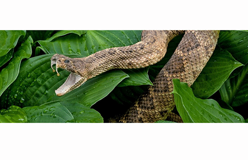 Snakebites: First aid tips for livestock - Truth, for its own sake.