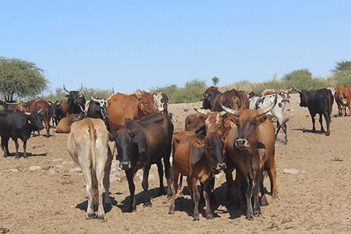 Councillor blames stock theft on migrants