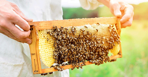 Role of bees in quest for food security amplified