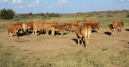 Cattle marketing numbers improve