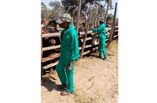 Lung sickness vaccination starts in Kavango West