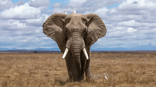 Divided Africa fails with ivory proposal