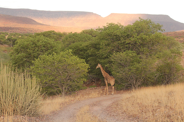 Secret behind Namibia’s undying conservancy programme