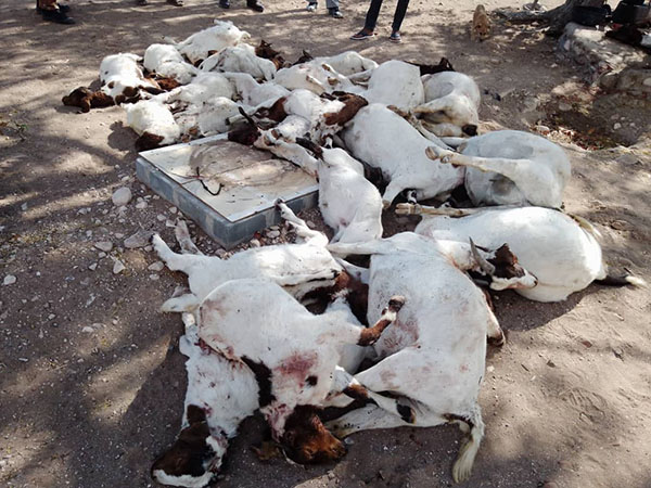  Khorixas farmer loses 43 goats  to lions 