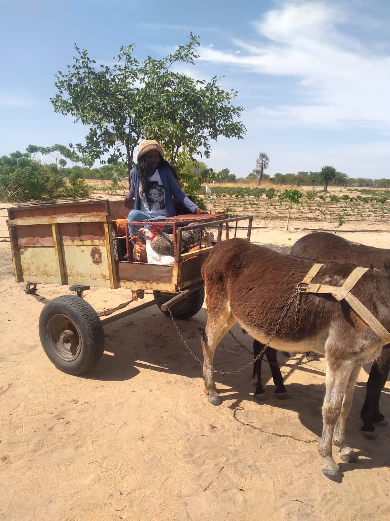 Conquering agricultural challenges on a donkey cart
