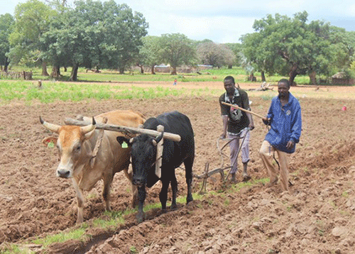 Transforming rural areas through agriculture