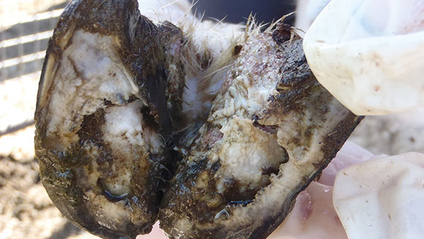 Detecting foot rot in your herd...and how to eradicate it from your kraal