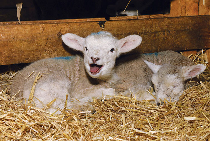 A guide to rearing orphaned lambs