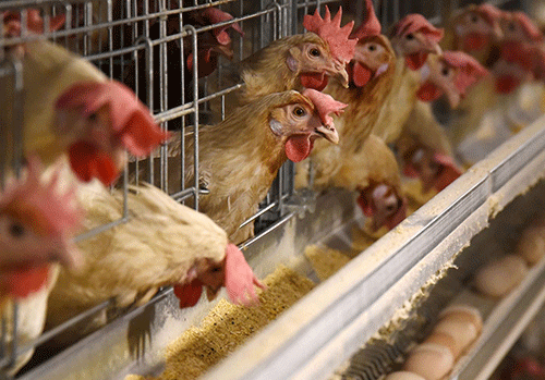 Bird flu leads to lack of poultry products