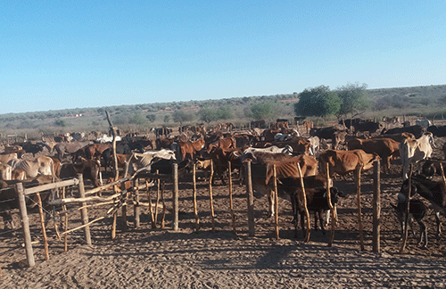 N$600m drought relief budget shortfall worries farmers