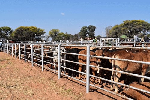 Namibia’s cattle producers thrive despite challenges