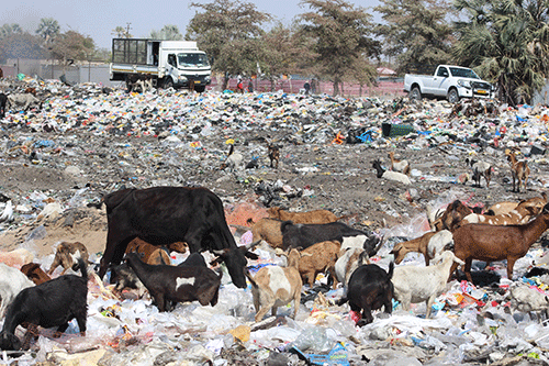 Desperate farmers let livestock graze on dumpsites