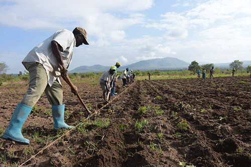 Mixed feelings over agriculture's minimum wage