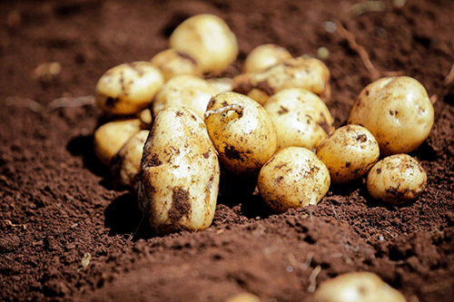 Hybrid potatoes a game changer in Namibia