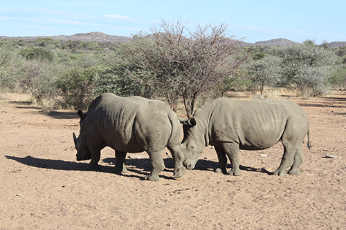 Govt issues rhino export permits 