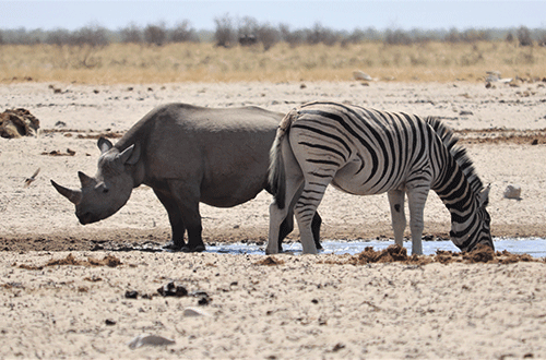 Namibia steps up anti-poaching efforts