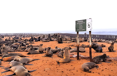Seal meat mooted for Namibians