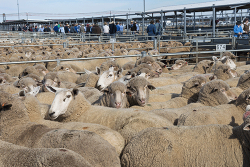On the hoof livestock export irks Uerikua…total of 280 000 sheep marketed