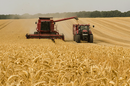 Trade dynamics to influence Africa wheat availability