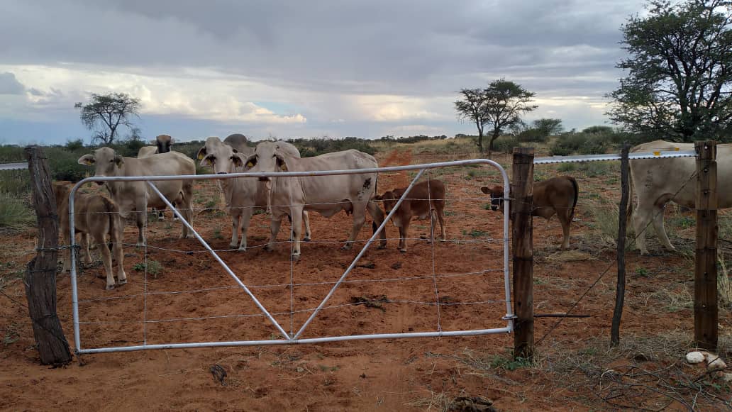 Communal farmer thrives on small stock …Kanguatjivi’s love for sheep, goats pay off