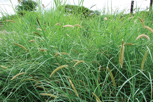 Benefits of reintroducing valuable perennial grasses