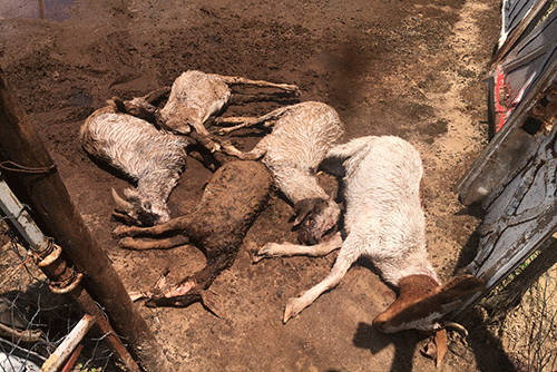 Mystery predator  kills goats