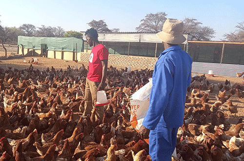 Poultry enterprise thrives on unique promotion drive