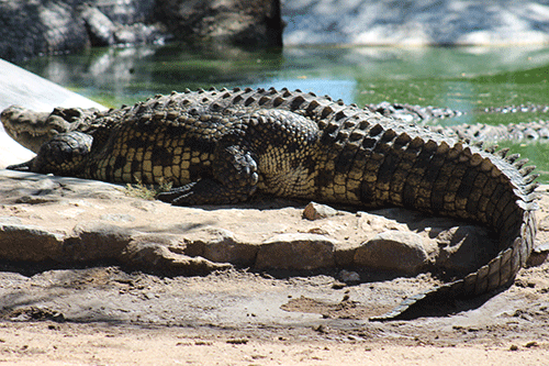 40 crocs to go under the hammer
