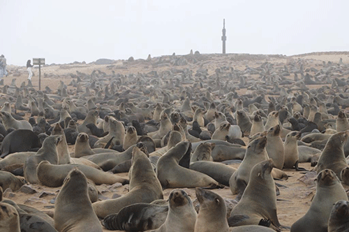 Conservationists vow to save seals