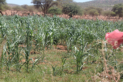 Kunene drought situation critical …calls for prolonged drought relief