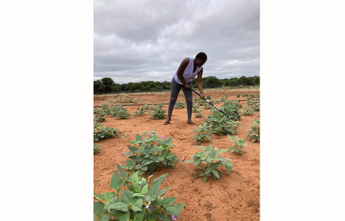 Planting the seeds of success…Muzengua’s crop farming dream sprouts