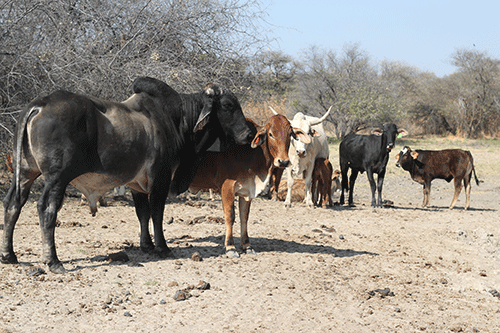 Govt mulls Angola veterinary buffer zone