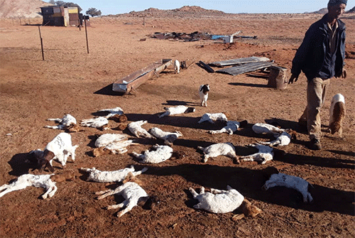 Aus farmer counts losses … as southern cold front kills over 150 goats, sheep