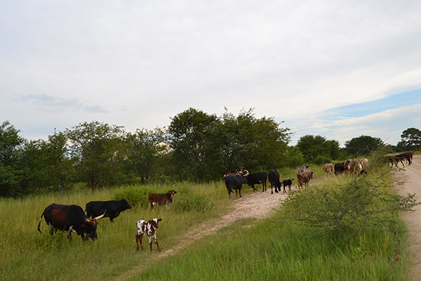 Livestock worth over N$4.9 million stolen in Zambezi