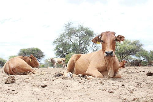 Govt unleashes drought counter-offensive