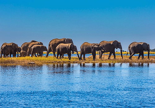 Botswana elephants report denounced for lying
