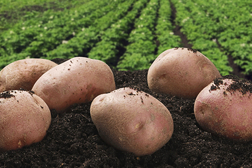 Local farmers encouraged to grow potatoes