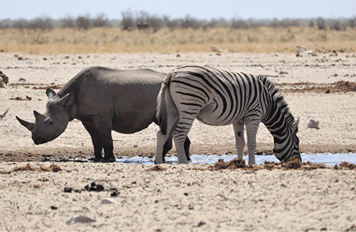MEFT invites black rhino hunting offers