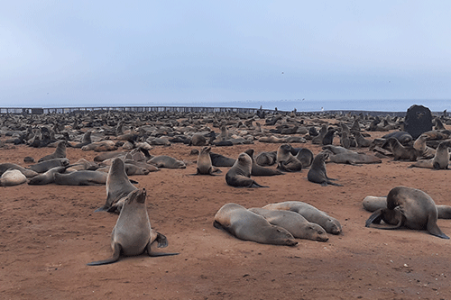 Namibia puts 86 000 seals up for culling