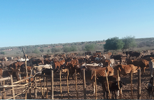 Omaheke farmers welcome livestock support initiative