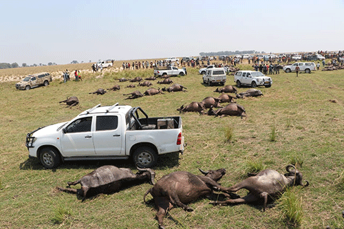 ‘Stampede’ for buffalo meat in Zambezi