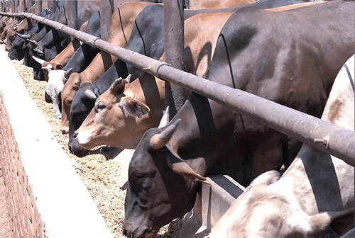 Steep decline in cattle exports as drought persists